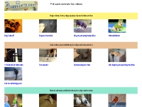 Pets videos, animal fun videos