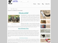 Mahout |Elephant Training|Elephant Trekking Chiang Mai|Thai Mahouts