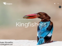Kingfishers   Birding Diaries
