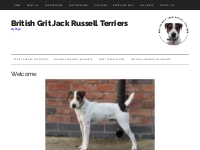 Welcome | We Have Top Quality Jack Russells