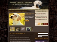 Labrador Breeders   Retrievers in Dallas, Texas | Brooks Labradors |