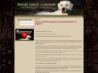 Puppies | Brooks Legacy Labradors