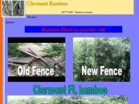 Bamboo Plants **Clermont**