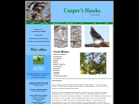 Cooper's Hawks