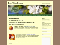 Nectarines   Peaches | Green Things Nursery