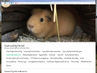   	Guinea Pig Hotel About Us - Guinea Pig Hotel