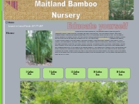 Maitland Bamboo* Graceful Bamboo Plant nursery
