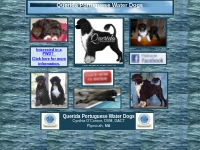 Querida Portuguese Water Dogs