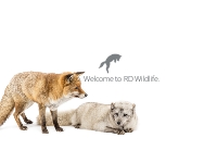 RD Wildlife Management | Professional Wildlife Management and Consulti