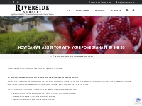 How can we assist you with your pomegranate business|Riverside Nursery