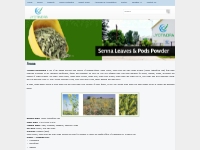 Senna exporter supplier manufacturer | Senna Leaves and Pods