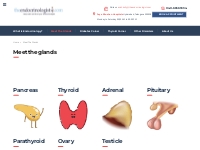 Meet the glands - theendocrinologist