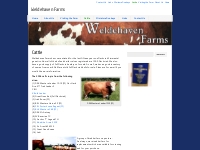 Cattle | Weldehaven Farms
