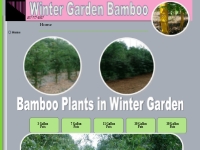 Winter Garden **  Bamboo Plants**