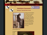 Alottaspotz - Savannah Kittens for sale in MD