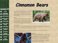 Cinnamon Bears - Bears of the World