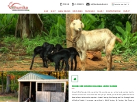Bhumika Animal Breeder Farm is Well Known Service Provider of Live sto