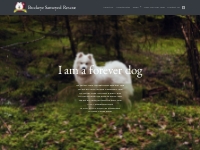 Forever Dogs - Buckeye Samoyed Rescue
