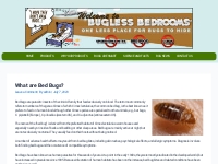 What are Bed Bugs?   Bugless Bedroom