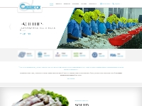       CastleRock - Best Quality Seafood Exporters and Suppliers in In