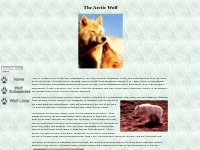 Wolves Of The World - Arctic Wolf - Canis lupus arctos