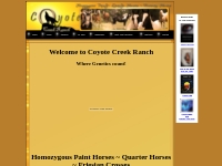 Coyote Creek Ranch Homozygous Paint horses for sale texas