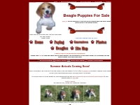 FOR SALE: Beagle Puppies for Sale, CR Beagles