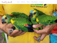 Bird Breeder Iowa City Iowa | Parrot and Bird Breeding Services Iowa -