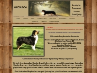 Australian Shepherds AKC/ASCA
