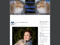Golden Neko Cattery british shorthair cats from Estonia