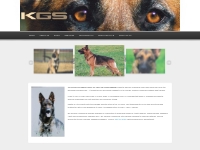 BC Black German Shepherds Puppies   Breeders available from Kiefertal