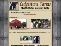 Ledgestone Farms Blanco Texas Quality Belted Galloway Cattle