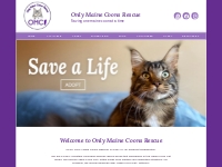 OMC | Only Maine Coons Rescue New Jersey