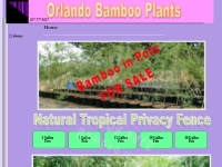 Orlando Bamboo Plants 407-777-4807