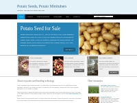 Potato minitubers, potato seeds for sale