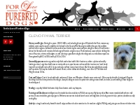 Glen of Imaal Terrier | For the Love of Purebred Dogs