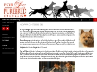 Norwich Terrier | For the Love of Purebred Dogs