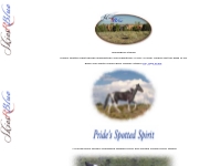 Pride's Spotted Spirit, A Homozyzous Tobiano Tennessee Walking Horse