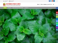  Spearmint Oil - Application, Uses and Benefits of Spearmint oil