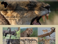 African Wildlife Portfolio   Wildlife Focus Photography