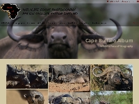 Cape Buffalo Gallery   Wildlife Focus Photography