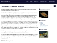 Welcome to World cichlids - World Cichlids