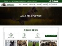 Puppies for Sale Oregon - Zimmerhoff German Shepherds