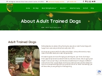 Learn More About Adult Trained Dogs | AdultTrainedDogs