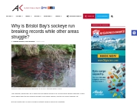 Why is Bristol Bay s sockeye run breaking records while other areas st
