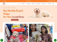 Amaira Pet Shop - Best Dog Breeder | Puppies For Sale