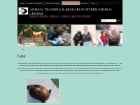 Gaia   Animal Training   Research International Center