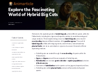 Explore the Fascinating World of Hybrid Big Cats (2024)