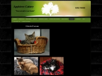 Gallery   Appletree Cattery