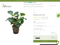        Anubias nana Coin - Aqua Essentials